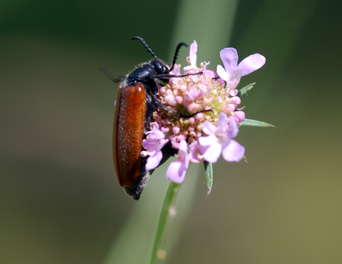 Coleottero su Orchidea da id - Meloidae? S, Lydus trimaculatus italicus